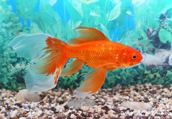 Pet-Goldfish