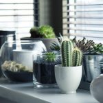 7-plants-ideal-for-apartment-living
